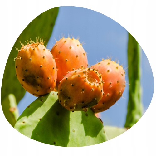 RICA Opuntia Oil Treatment Olejek do włosów 50ml Marka RICA