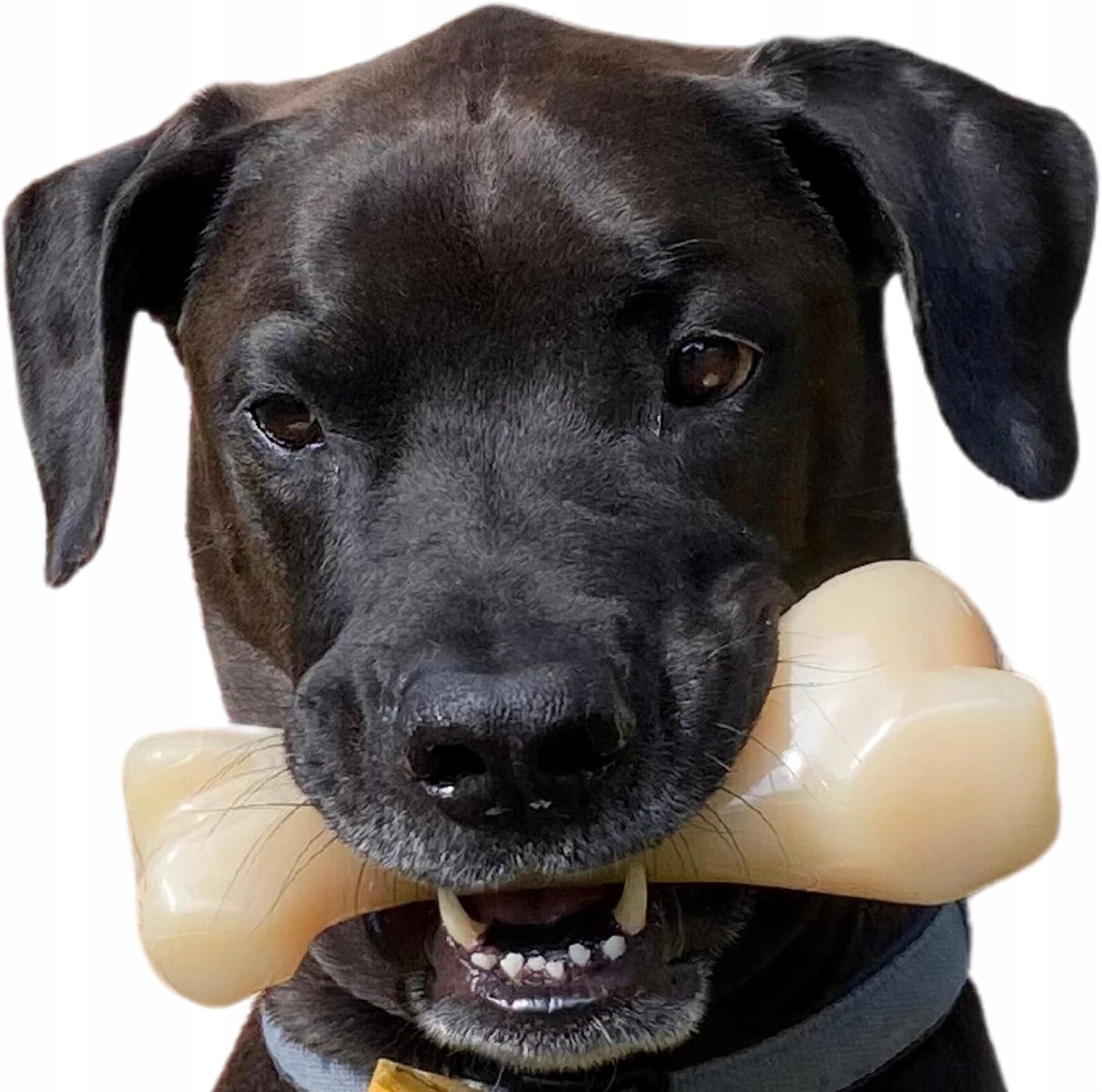 Levně Kousátko pro psa Nylabone Extreme Chew Big Nylon Mia