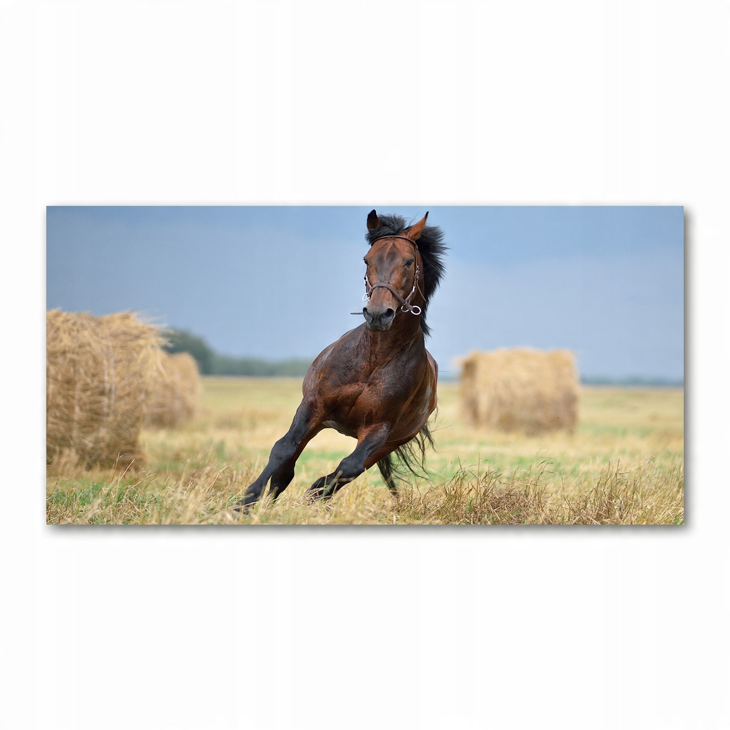 

Foto obraz akryl zdjęcie Koń w galopie 120X60 cm