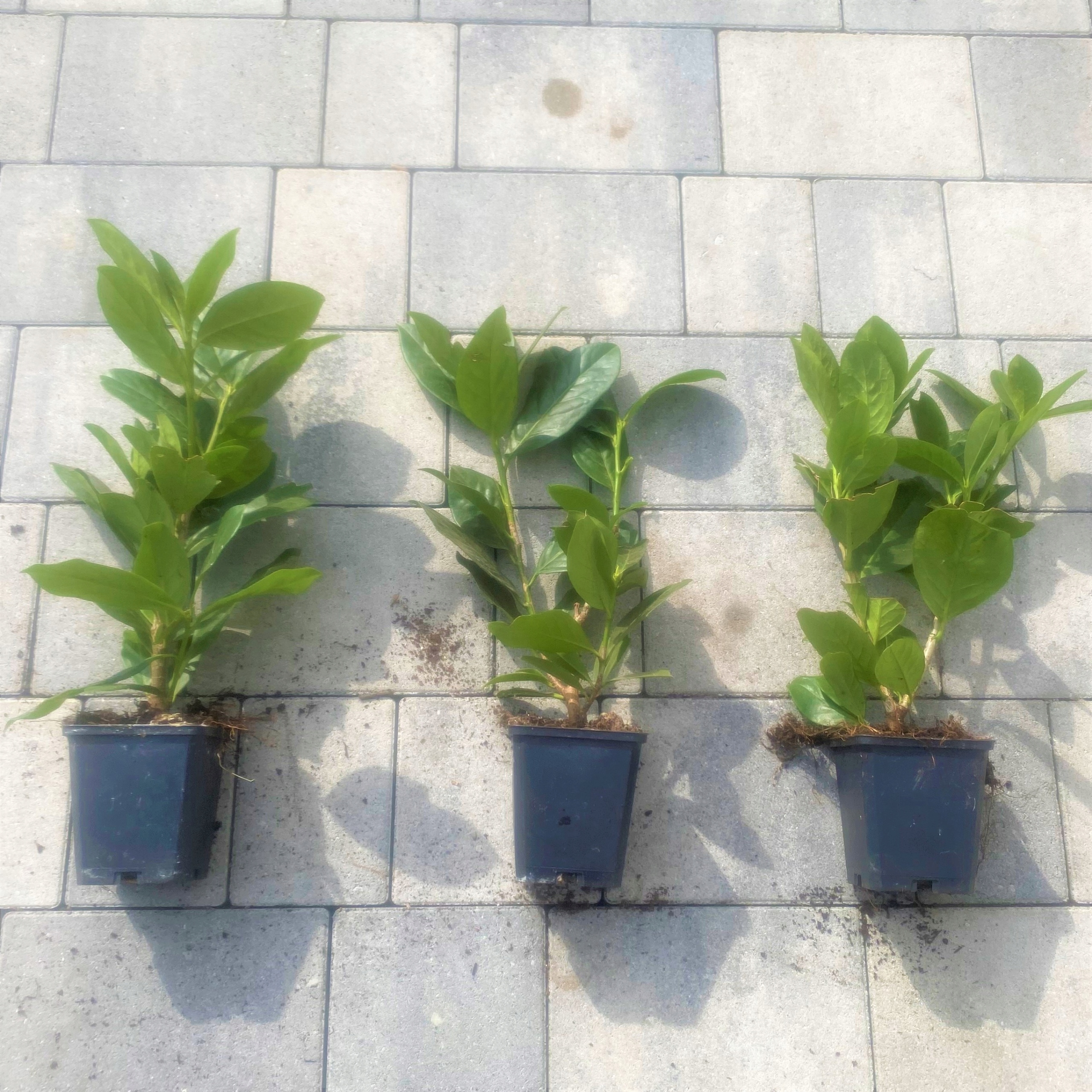 LAUROWIŚNIA WSCHODNIA NOVITA WIELOPĘDOWA W DONICY P9 PRUNUS