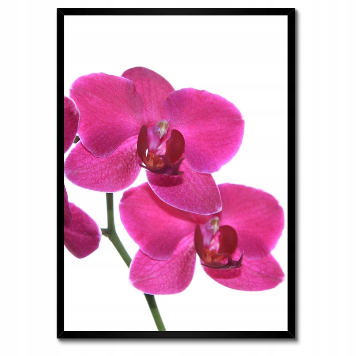 Plakáty v rámu 50x70 Fialový orchidej