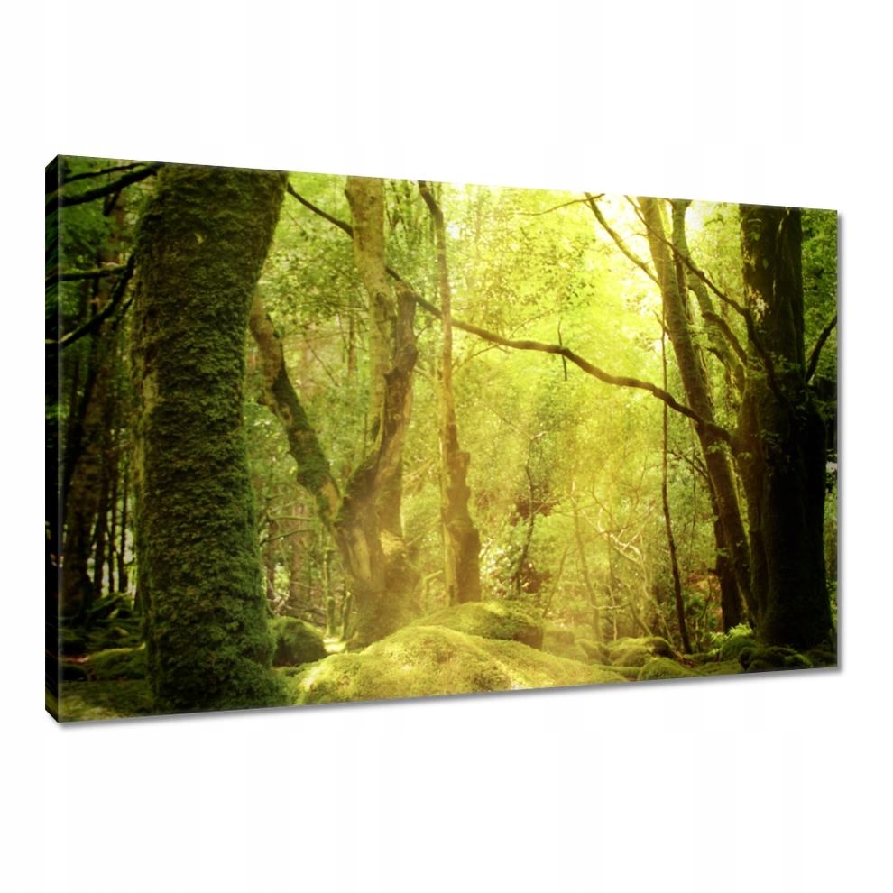 

Obrazy 90x60 Magiczny las Krajobraz