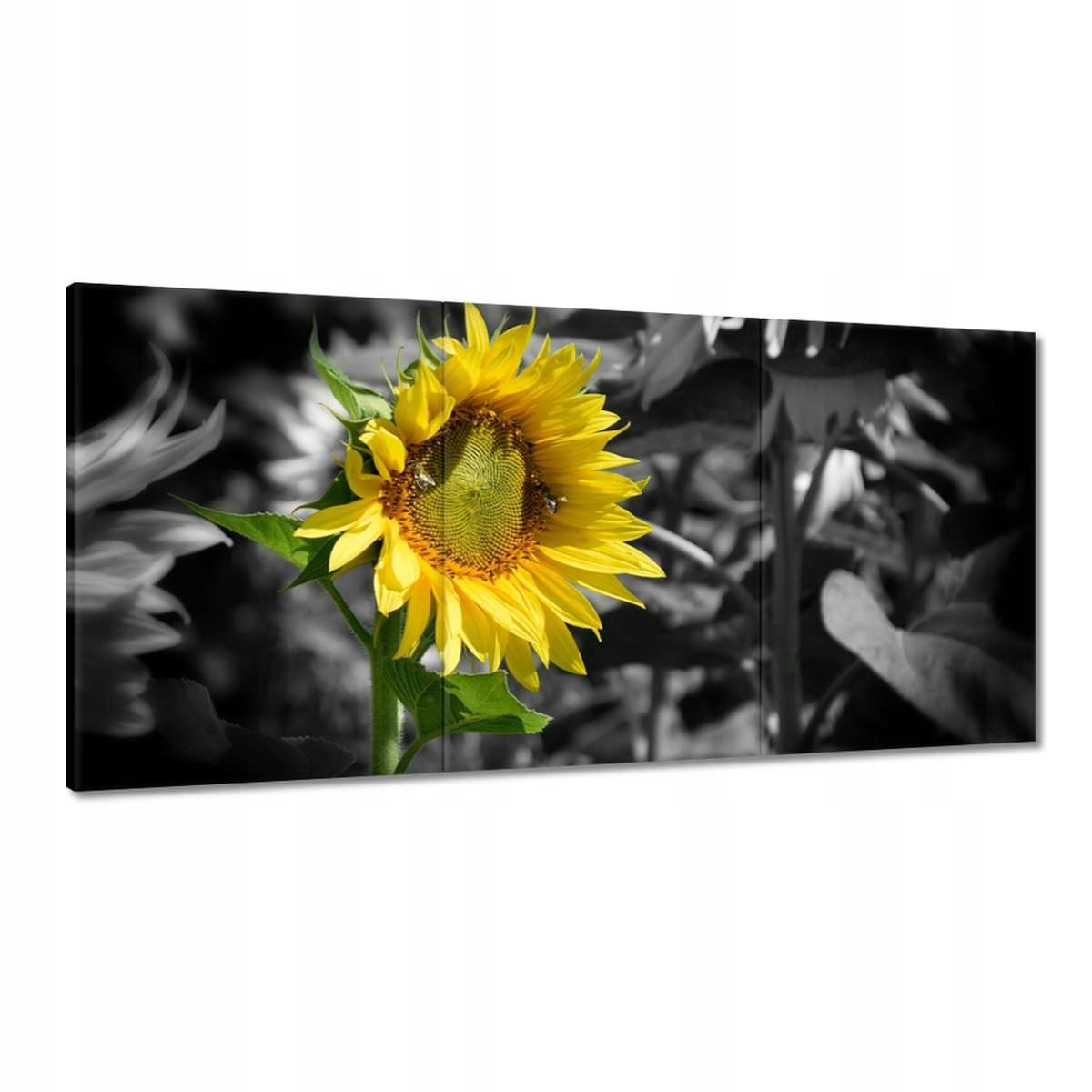Obrazy 180x90 Slnečnica