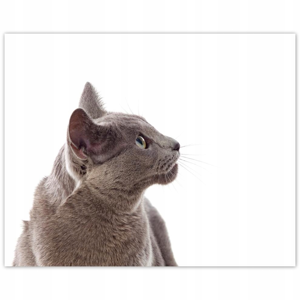 

Plakat 50x40 Kot Kotek Koty Kicia