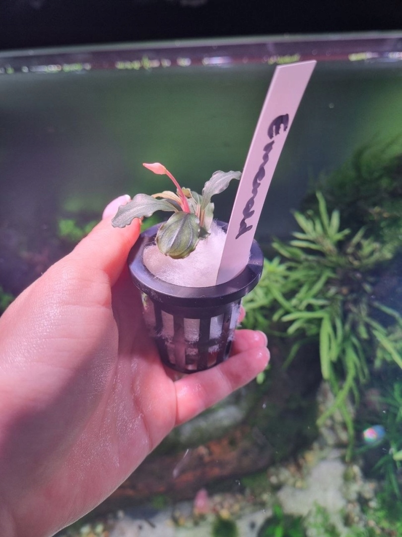 Bucephalandra Emerald unikat - koszyk