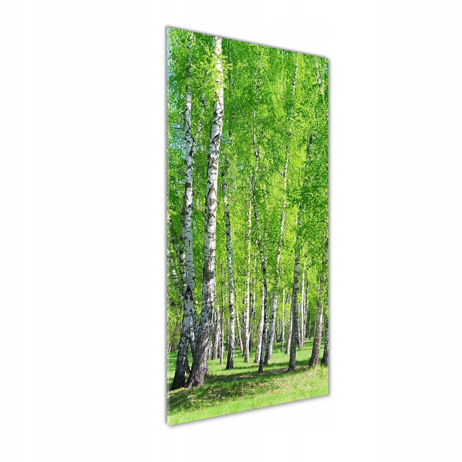 

Foto obraz szkło hartowane Las brzozowy 50x125 cm