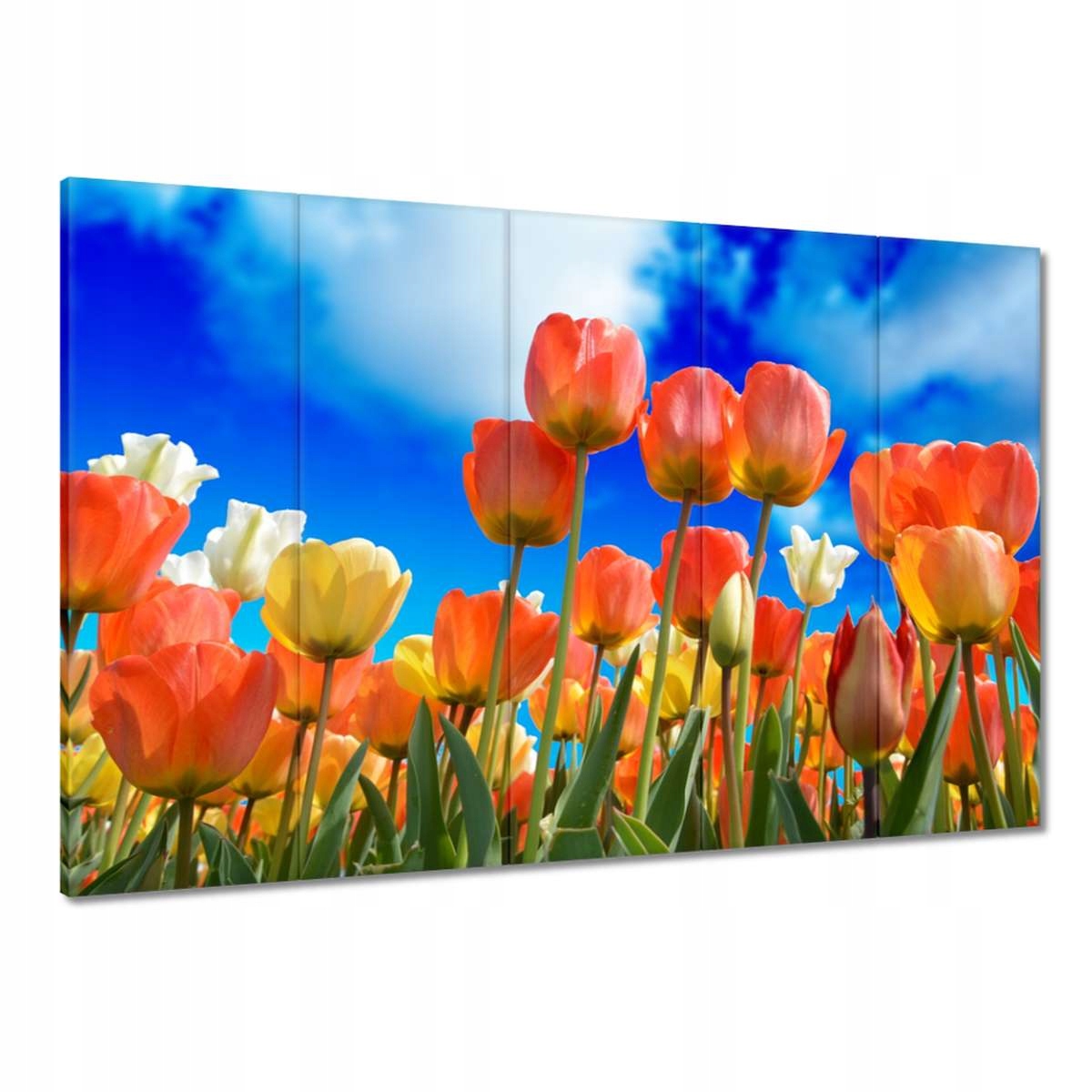 Obrazy 100x70 Barevné tulipány Květiny
