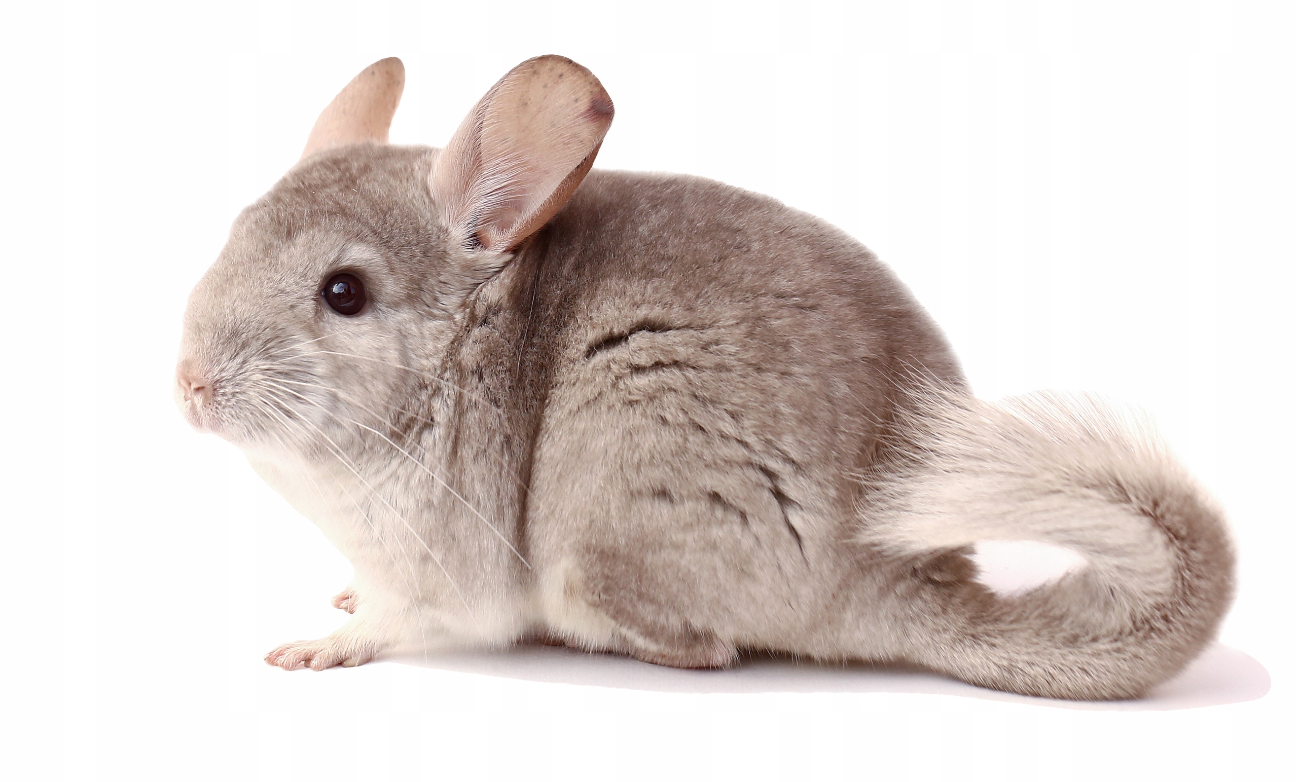 Versele-Laga Chinchilla Complete 500g