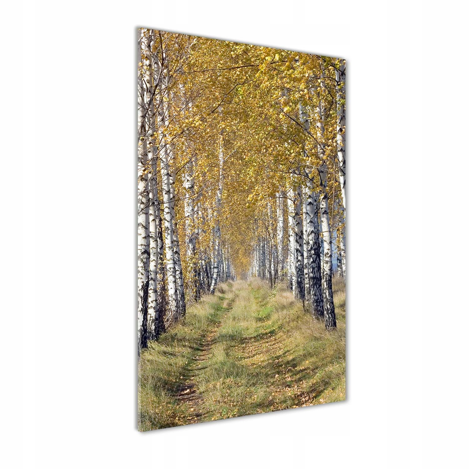 

Nowoczesny fotoobraz akrylowy Las brzozowy 70x140