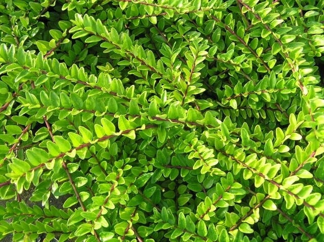 Suchodrzew mirtolistny MAIGRUN