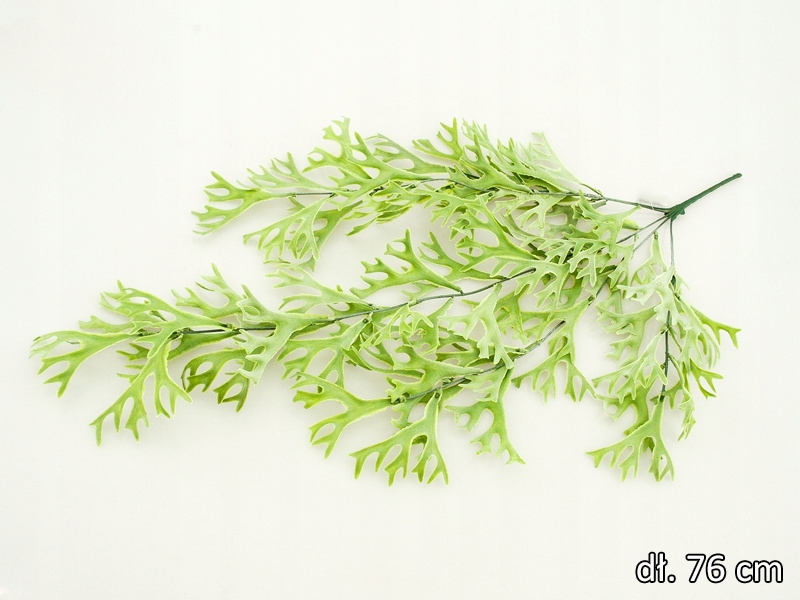 

Bluszcz Gałązki Zwisające Pnącze Zielone Zwis