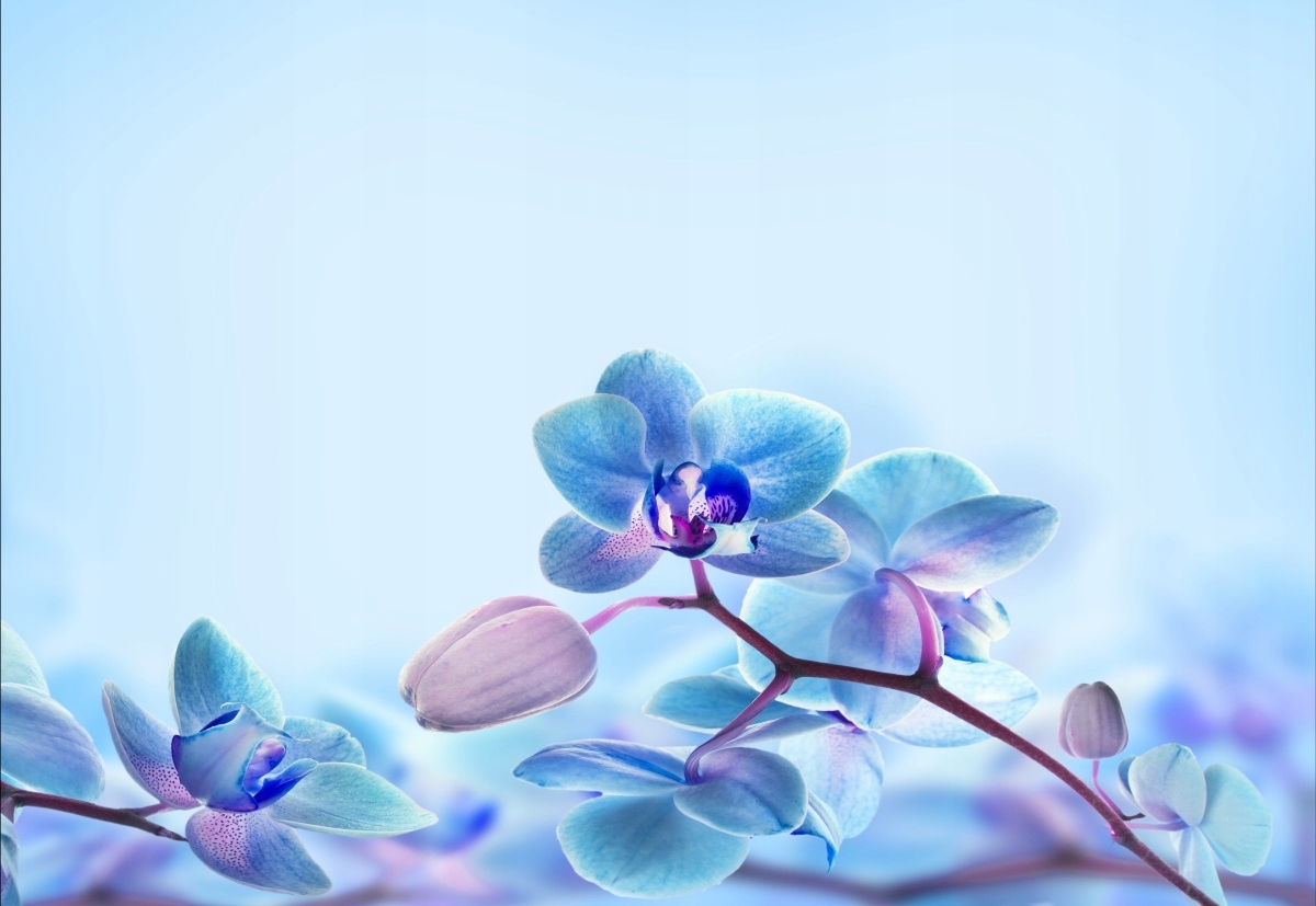 

Tapeta flizelinowa Tropikalne storczyki 152x104