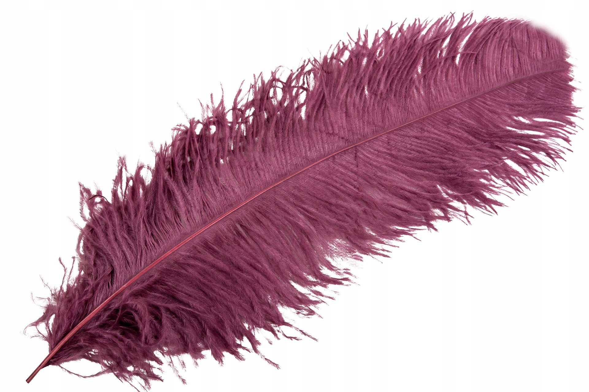 Příběh Strusie dekorativní 60cm