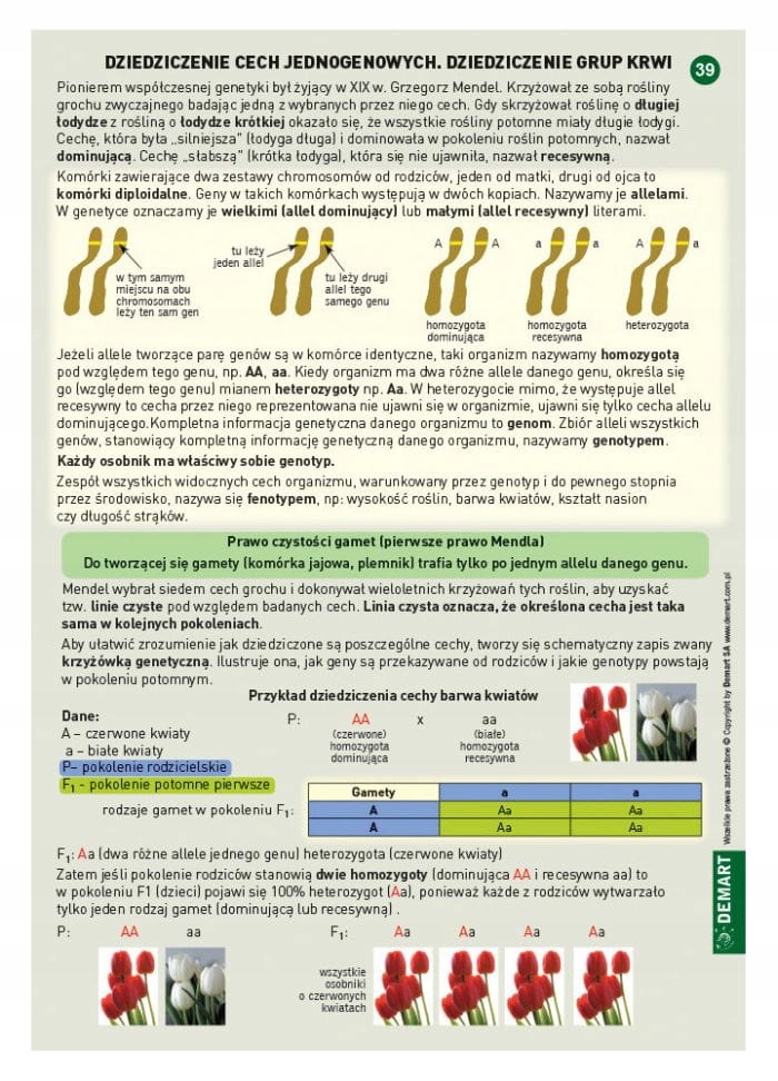 Ściągi - Biologia Aneta Letkiewicz Autor Aneta Letkiewicz