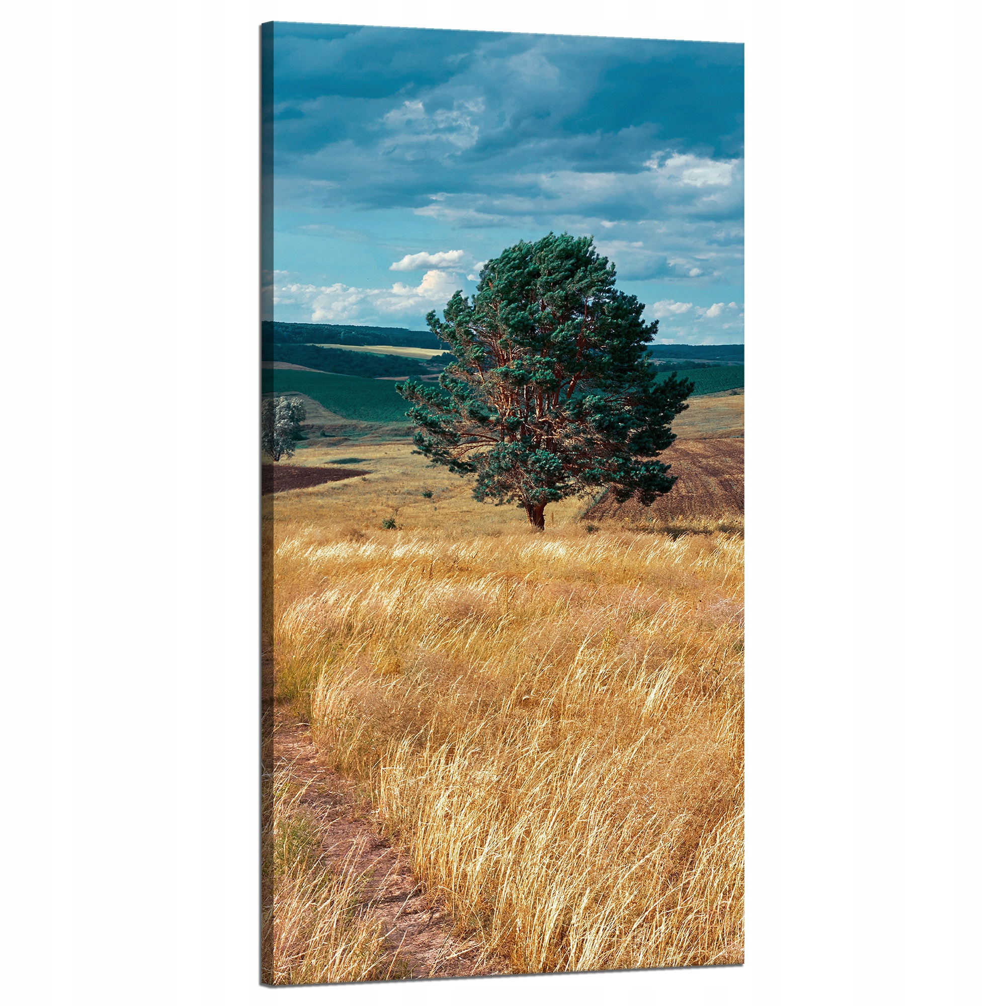 Obraz na plátně Pole Obilí Příroda Mraky Krajina 60x120 cm