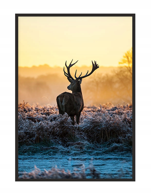 

Obraz Plakat W Ramie 53x73 cm Jeleń P1508