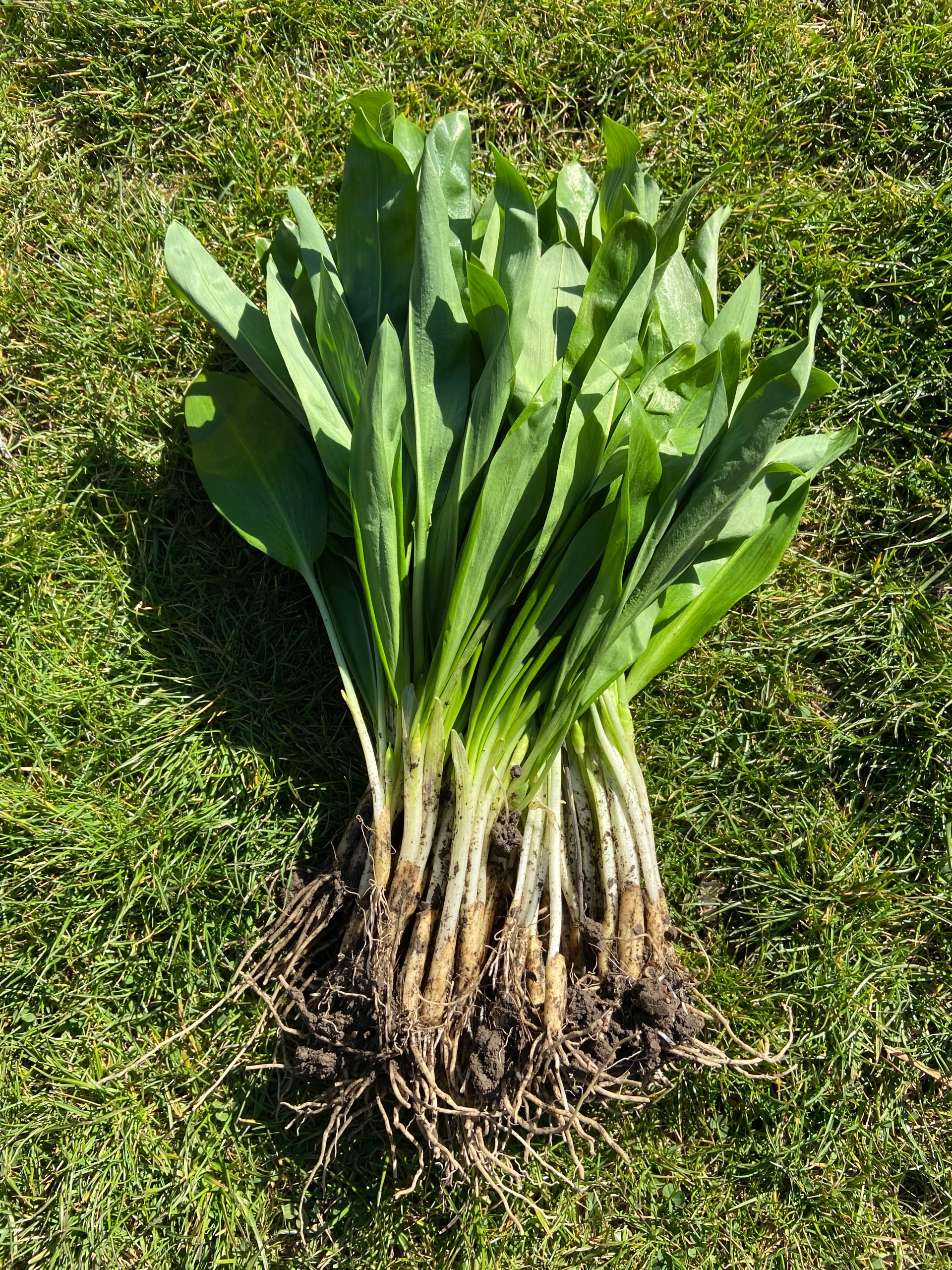 CZOSNEK NIEDŹWIEDZI DORODNE SADZONKI CEBULKI Z LIŚĆMI 105 sztuk