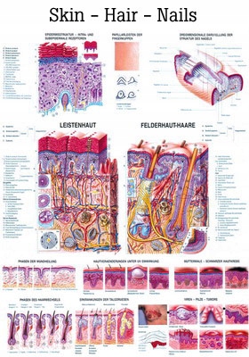 

Tablica anatomiczna: Skóra, Włosy, Paznokcie (Eng)