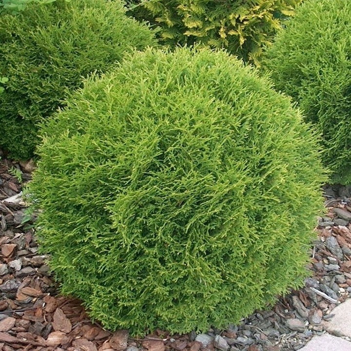 TUJA HOSERI ЕСТЕСТВЕННАЯ ФОРМА КАРЛИКОВОГО ШАРА ДЛЯ СКИДОК