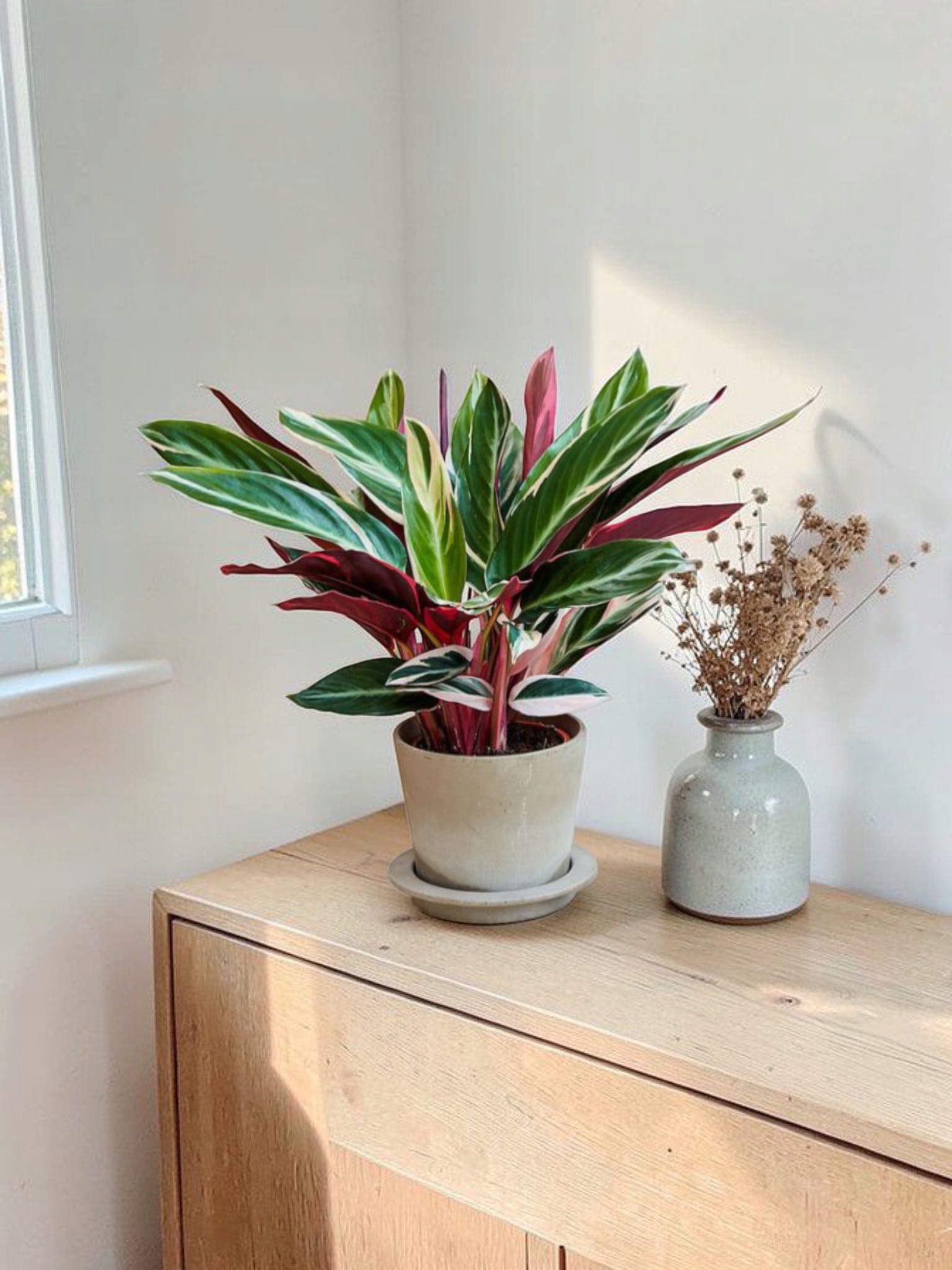 Calatea Calathea Stromanthe triostar