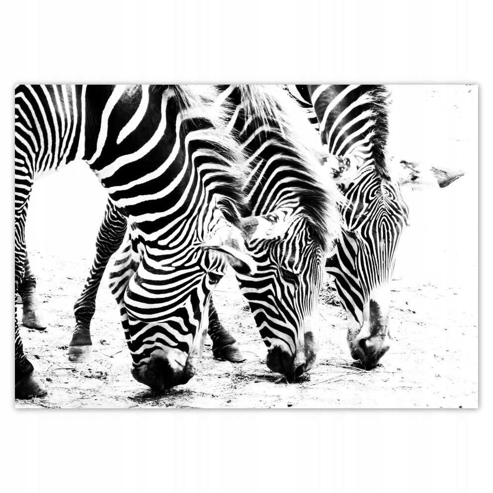 

Fototapety flizelina 312x219 Zebra Paski