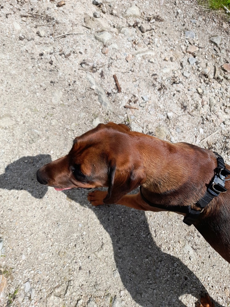 Szelki dla Dużego i Średniego Psa L-XL wygodne Kolor czarny