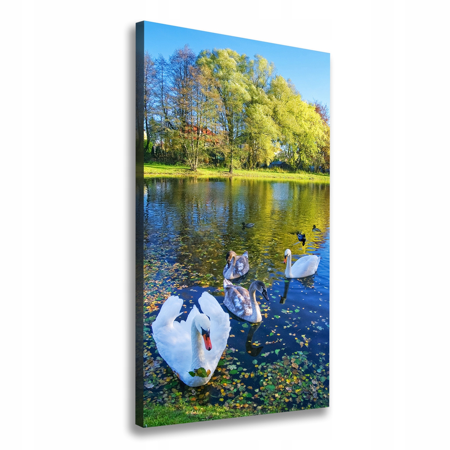 

Foto obraz na płótnie Łabędzie na stawie 70x140 cm