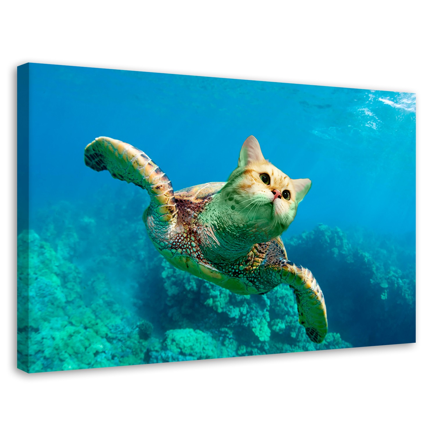 Obraz plátno Canvas Kočka Želva Moře Oceán 60x40