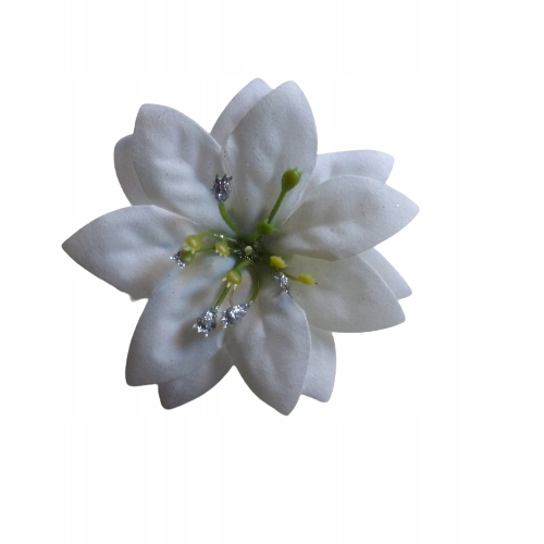 

Biała poinsecja gwiazda betlejemska główka 8cm x6