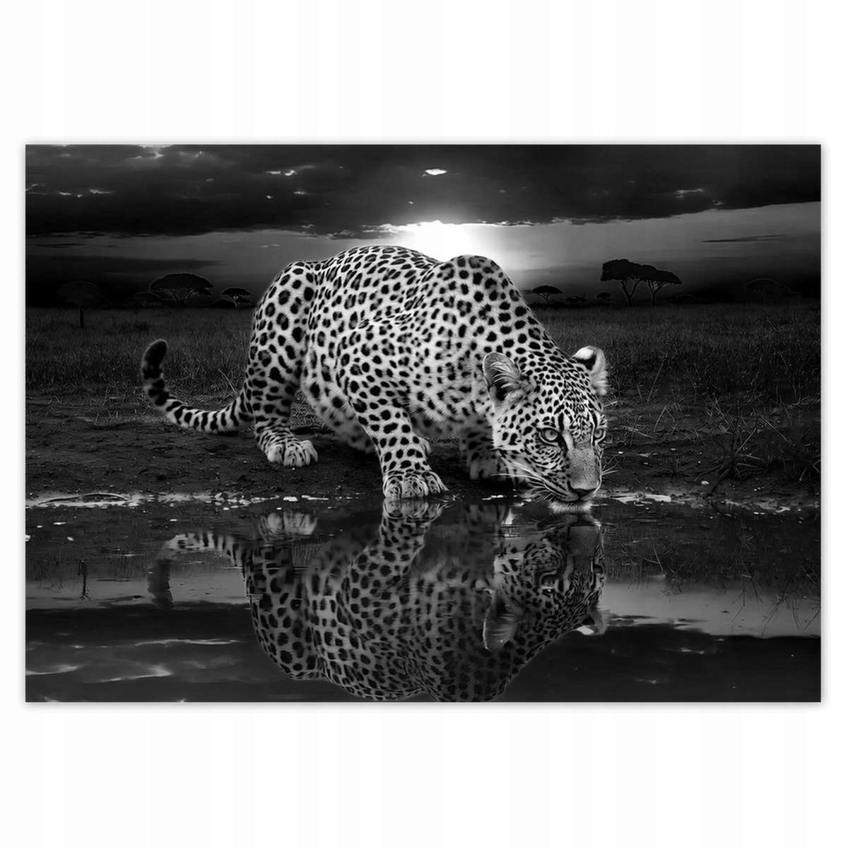 Fototapety 312x219 Na Zeď Gepard Tygr Salon