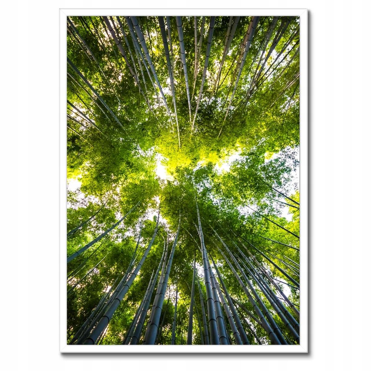 Plakáty v rámu 50x70 Bambusový tropický les