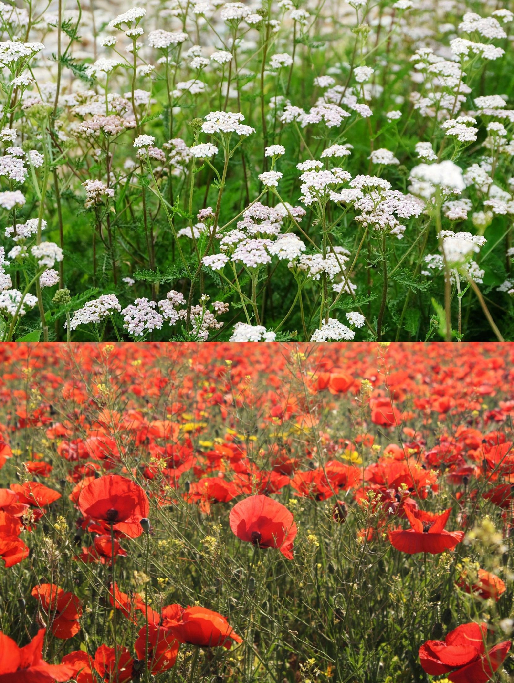 Levně Polní Mák Řebříček obecný směs semen Barevná Louka 200g