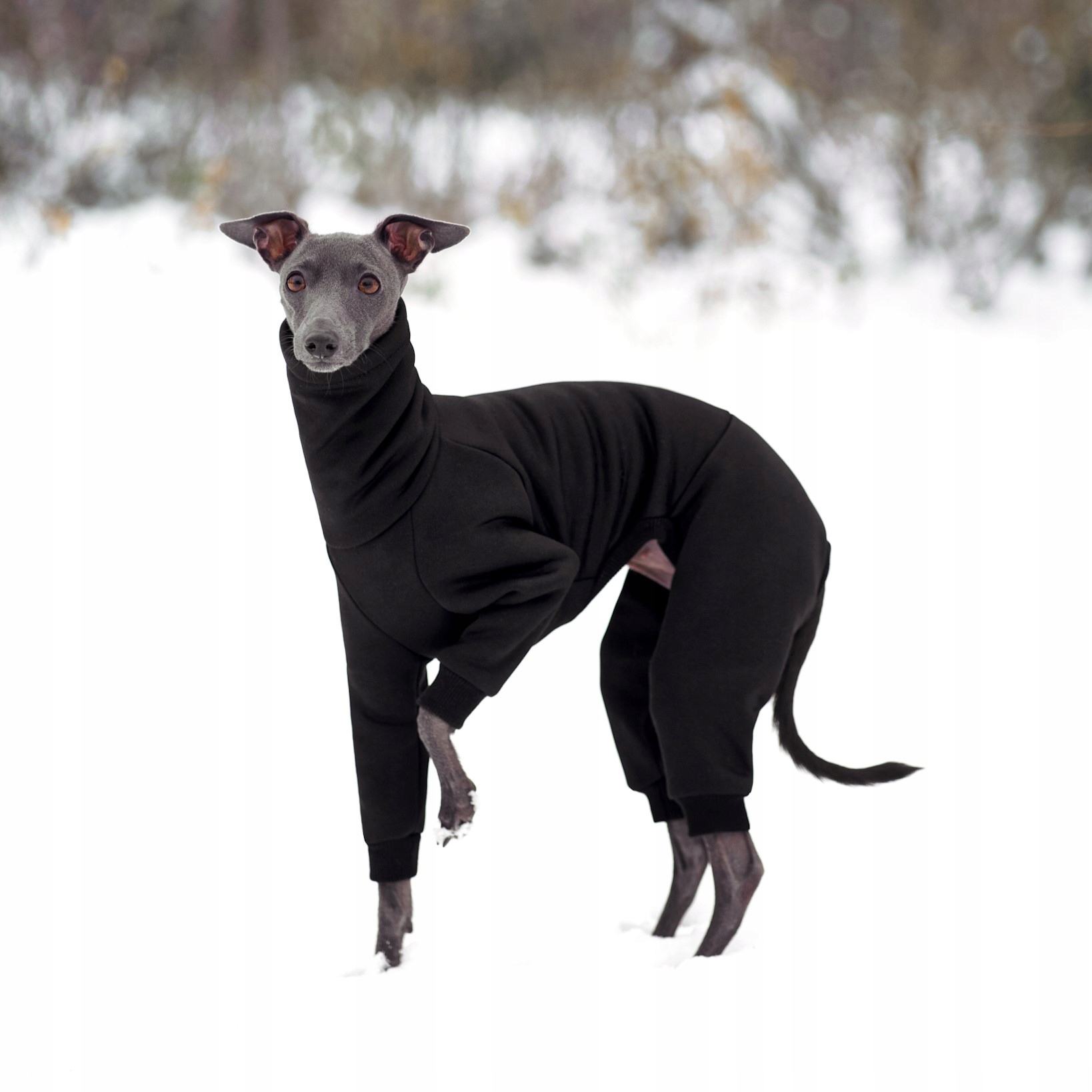 Levně Oblečení pro italského chrtíka Hydrofobní kombinéza