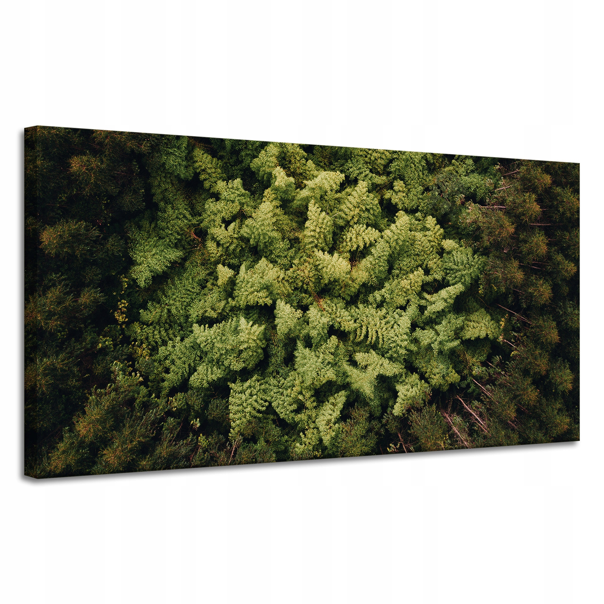 Obraz na plátně Příroda Stromy z letu ptáka Letecké záběry lesa 120x60