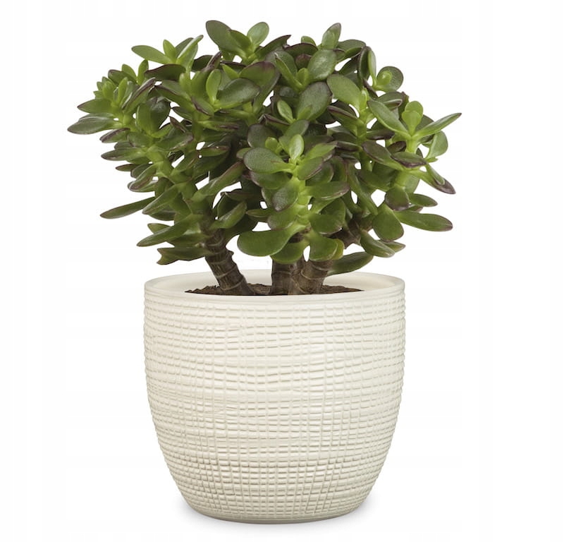 Kremowa osłonka na doniczkę Scheurich w kratkę Materiał wykonania ceramika