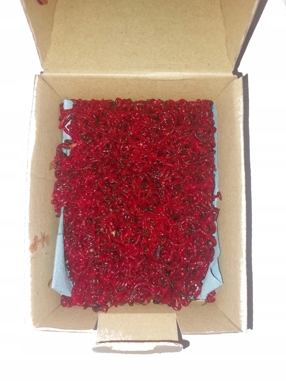 ŻYWA OCHOTKA WĘDKARSKA HACZYKOWA 100G