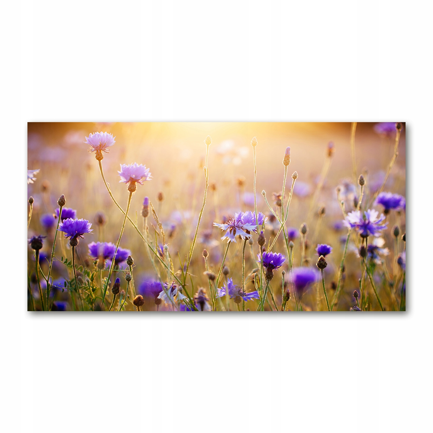 

Foto-obraz akrylowy Polne kwiaty zdjęcie 140x70 cm