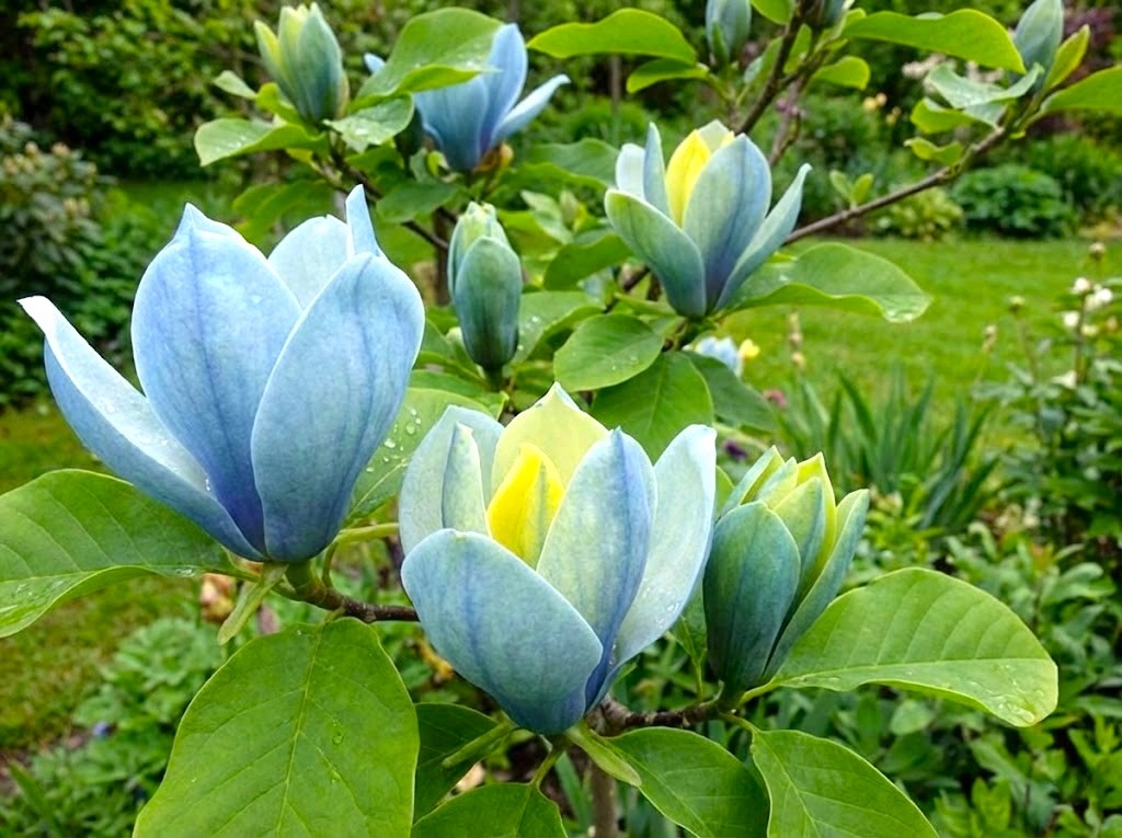 MAGNOLIA SZCZEPIONA BLUE OPAL EGZOTYCZNA IKONA NOWOCZESNOŚCI