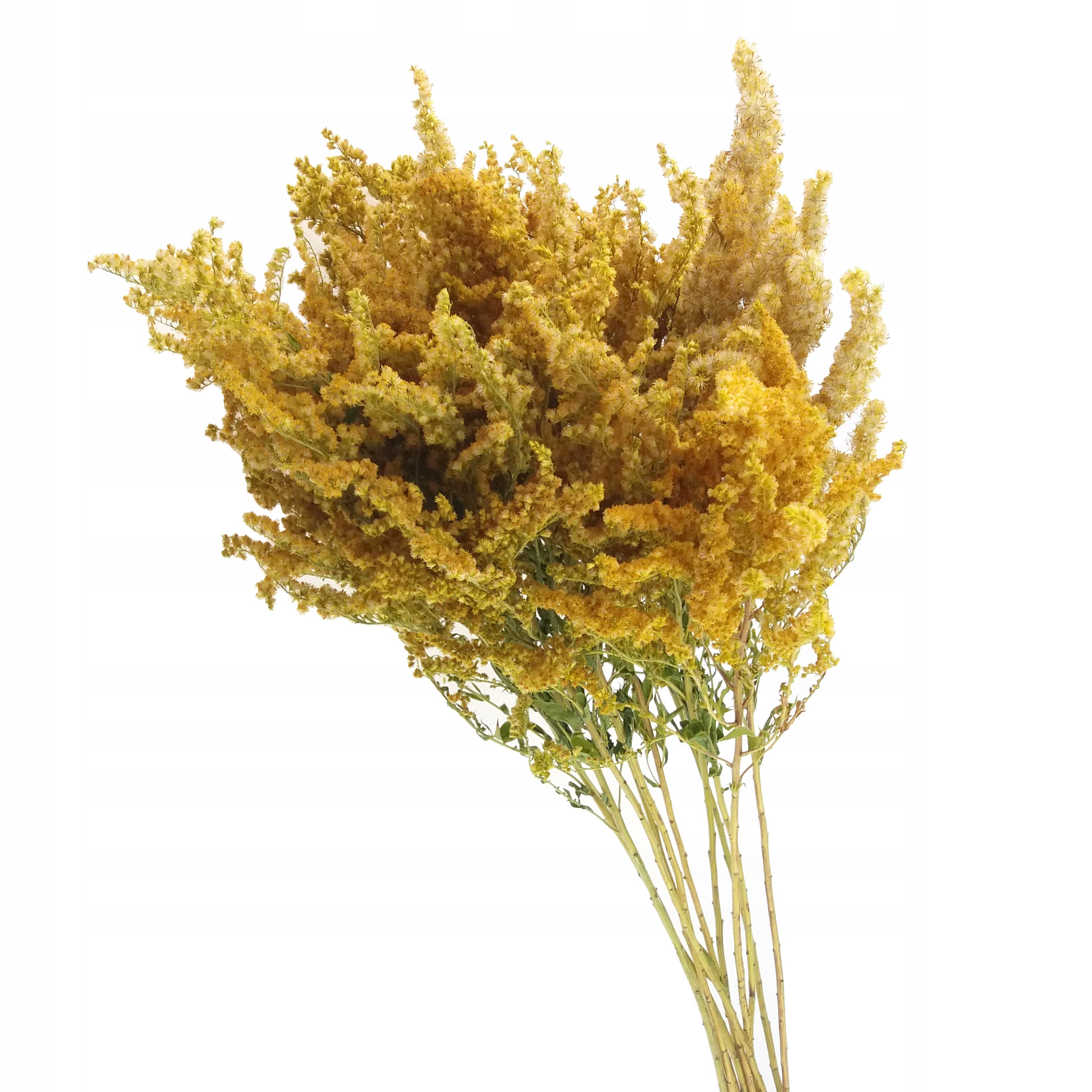 

Nawłoć suszki ozdobne suchy bukiet kwiaty suszone