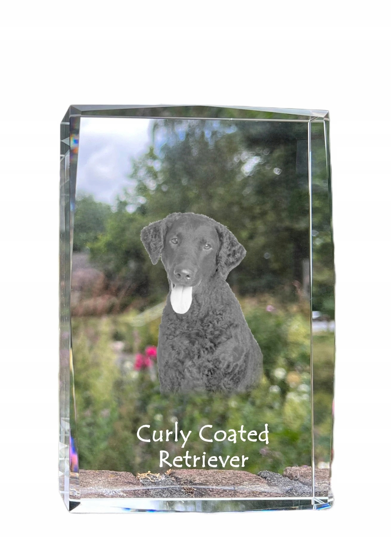 Curly Coated Retriever fotografia psa v kryštáli, suvenír, trofej