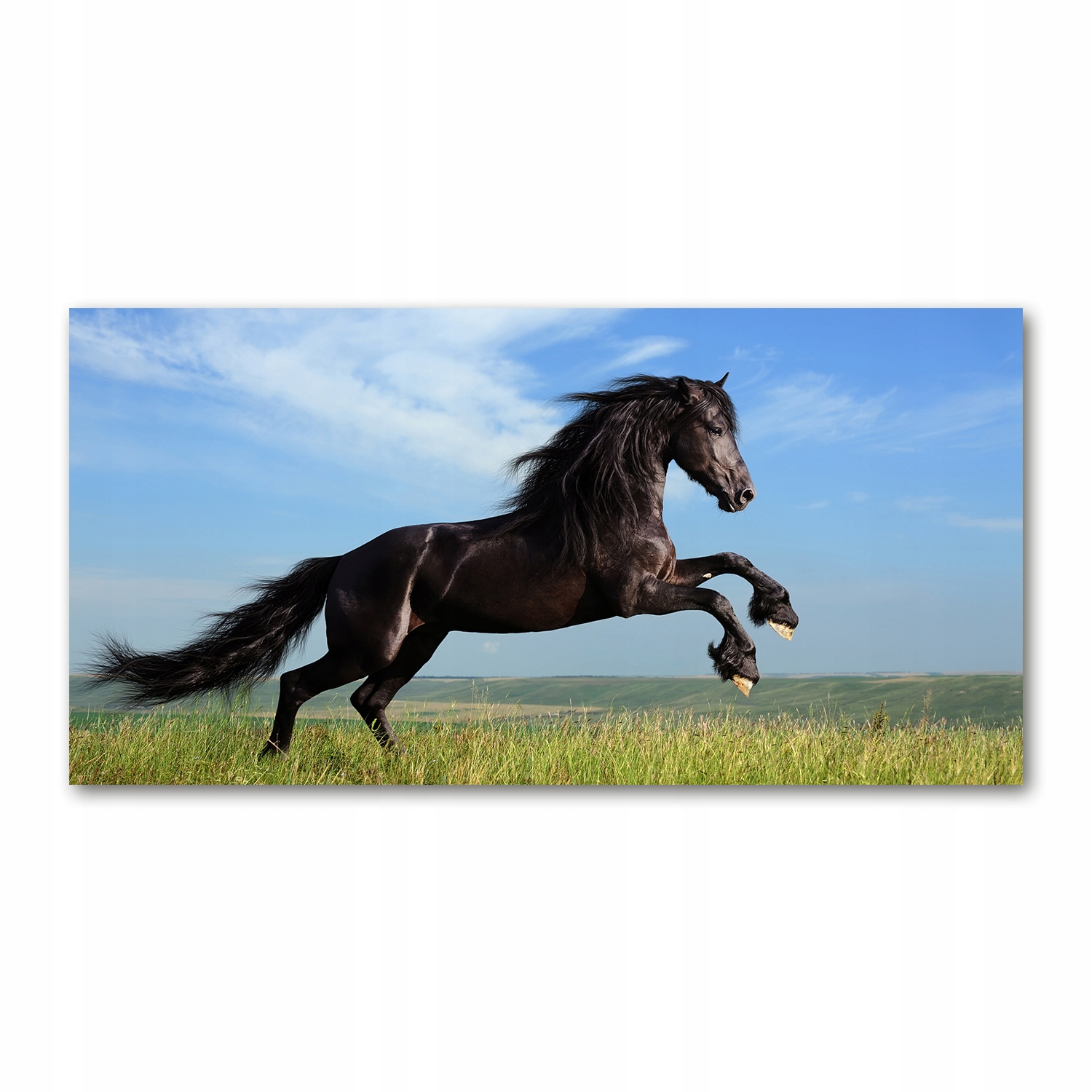 

Foto obraz szkło akryl Czarny koń na łące 120X60cm