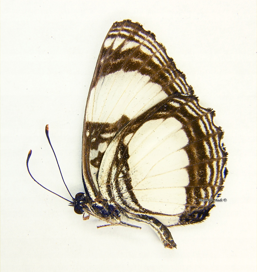 Motyl niepreparowany - Neptis alta, samiec