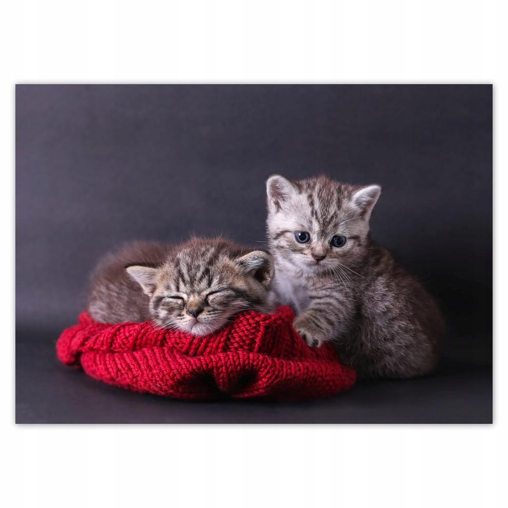 

Naklejki 70x50 Kotek Kotki Koty Kicia