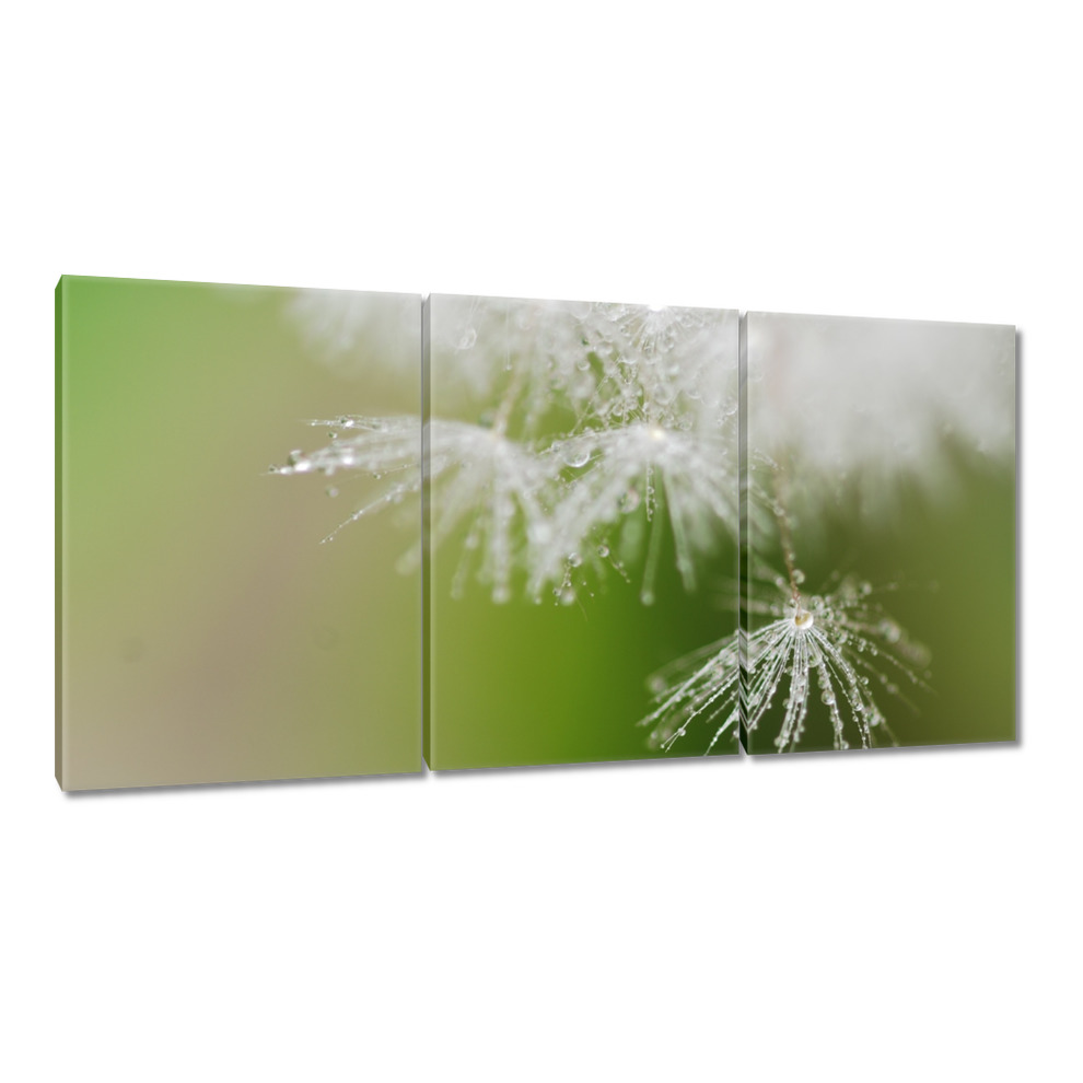 

Obrazy 120x60 Dmuchawiec Kwiat Kwiatki