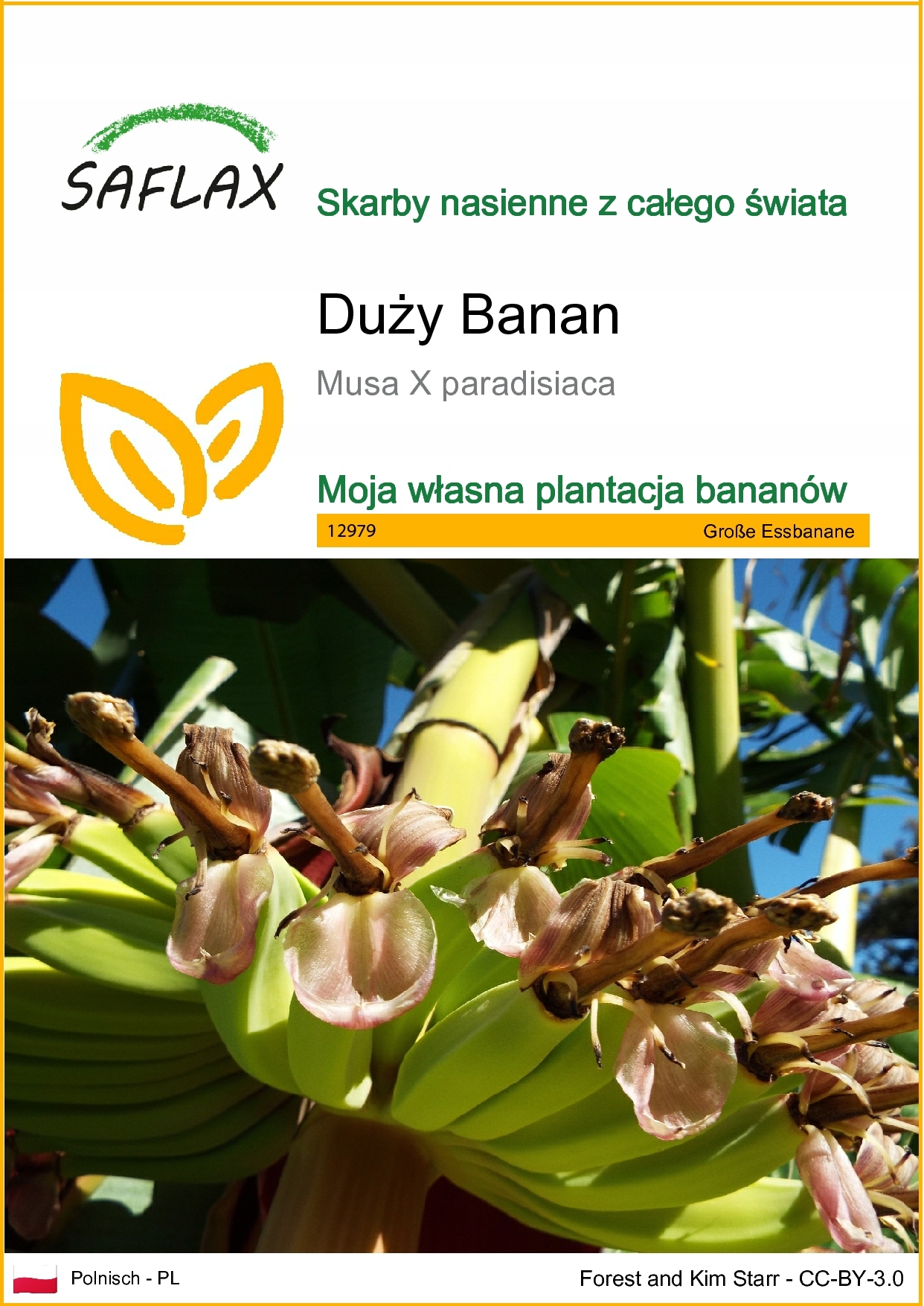 SAFLAX - Duży banan - 10 Nasiona - Musa