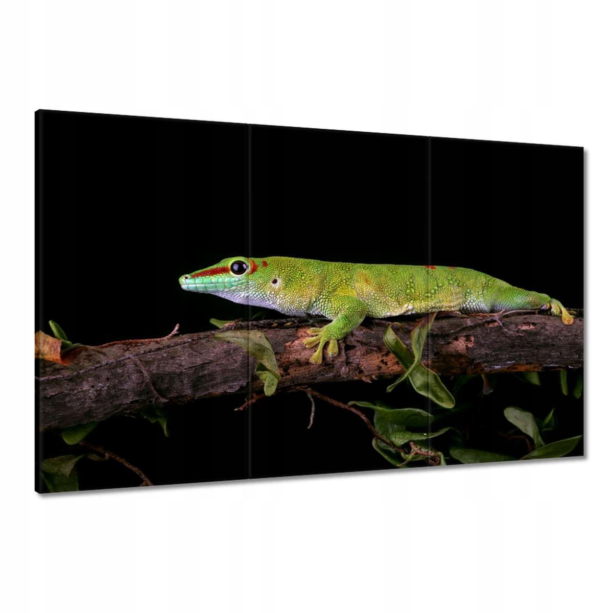Obrazy 120x80 Madagascariensis gekon