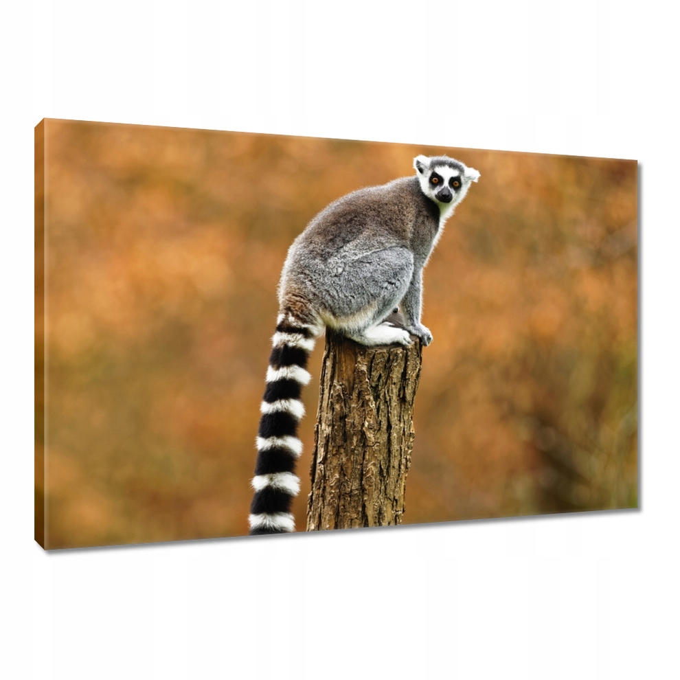 

Obrazy 90x60 Zwierzęta Zwierzątka