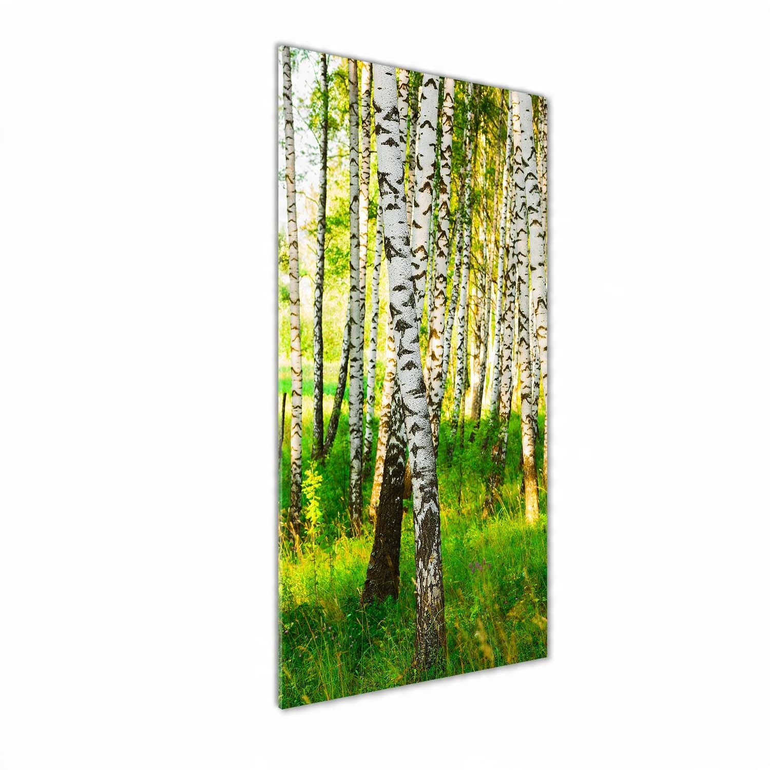 

Nowoczesny fotoobraz akrylowy Las brzozowy 50x125