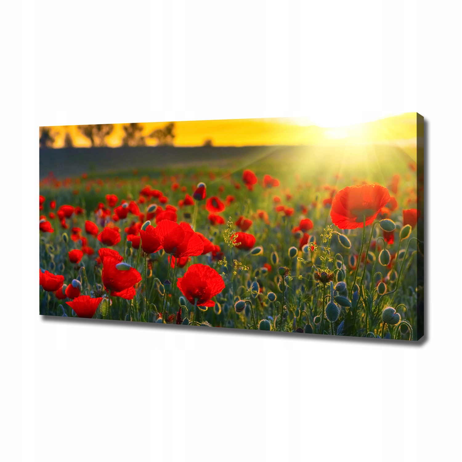 

Foto obraz canvas na ścianę Pole maków 120x60 cm