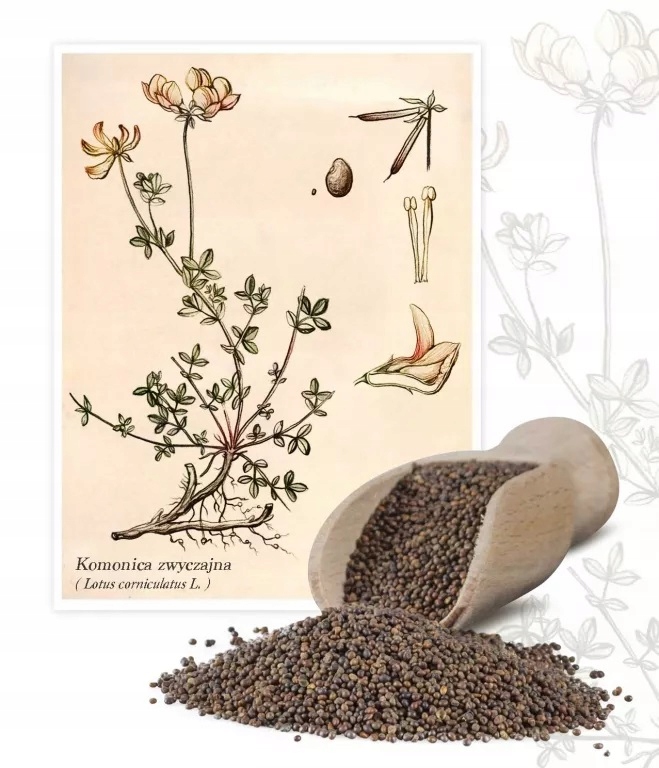 KOMONICA ZWYCZAJNA PASZOWA PASZA SUSZ LOTUS CORNICULATUS NASIONA - 0,5kg